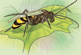 insect