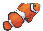 Clownfish
