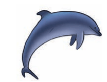 Dolphin