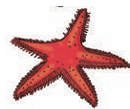 Starfish