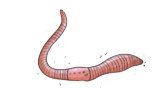 earthworm