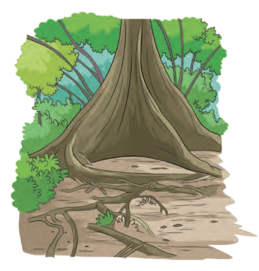 Large Tree Illustration