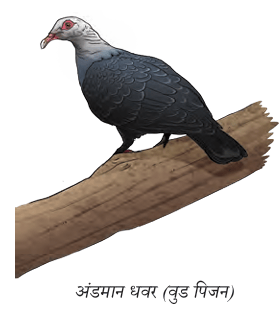 अंडमान धवर (वुड पिजन)