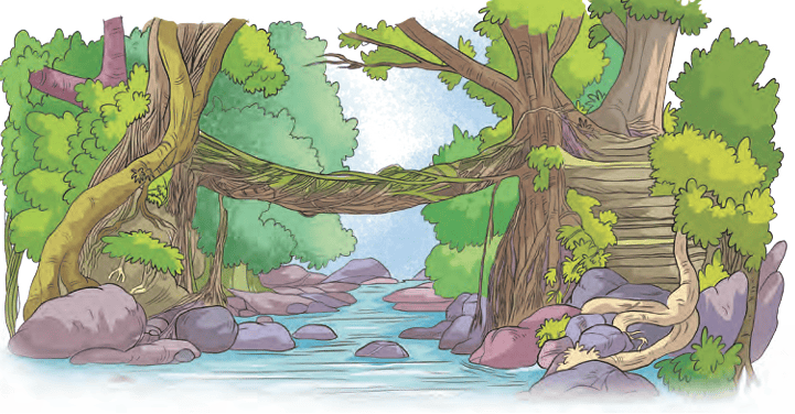 A living root bridge across a stream in the jungle