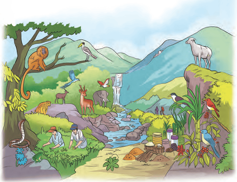 Illustration of diverse wildlife in Western Ghats including Lion-tailed Macaque, birds, and people farming