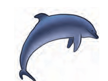 Dolphin