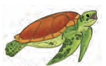 Sea Turtle