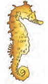 Seahorse