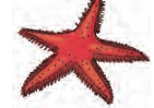 Starfish
