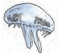 Jellyfish
