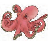Octopus
