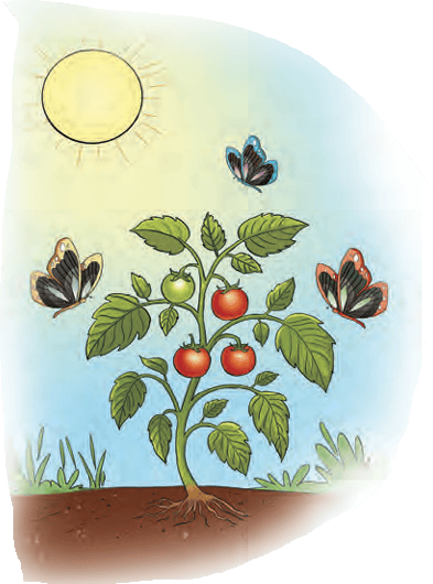Illustration of sun and plant