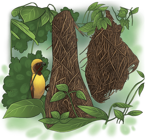 Weaver bird and its nest