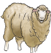Wool