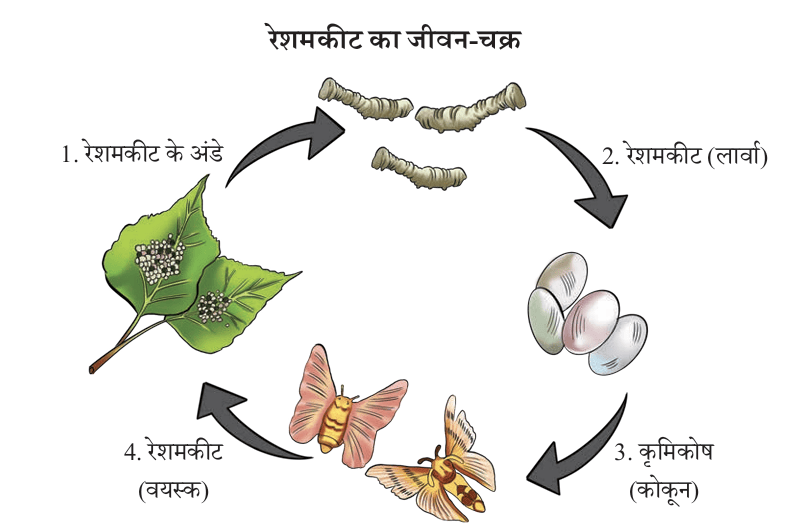 Lifecycle of a silk moth showing eggs, larva, cocoon, and adult