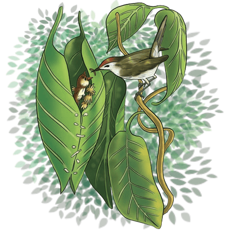 Tailorbird sewing a leaf nest