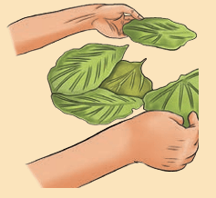 Hands pinning leaves together