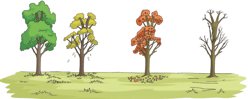 Trees showing seasonal changes