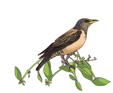 Migratory Bird