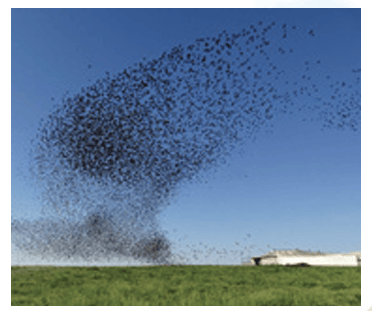 Bird Flock