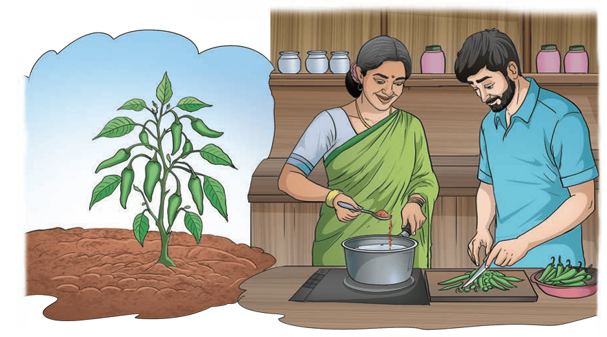 Family cooking with chillies and a chilli plant