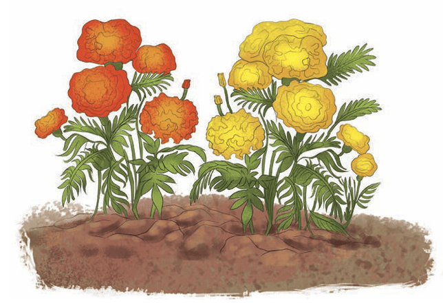 Orange and Yellow Marigold flowers in soil