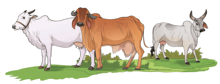 Indian cattle breeds Gir and Kankrej in a field