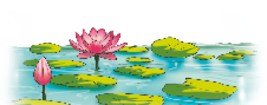 lotus_and_water_lily