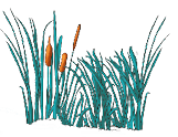 reeds_edge_plant