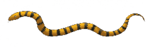 snake