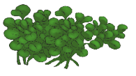 water_hyacinth