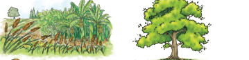 plantation