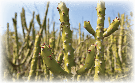 cactus