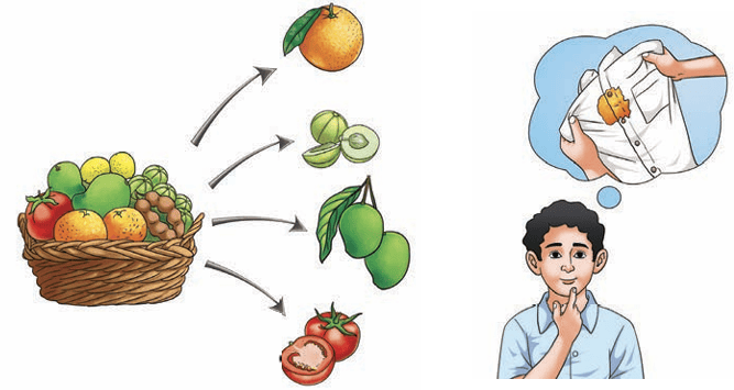 fruits