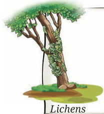 Lichens