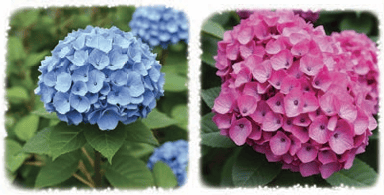 hydrangea flowers