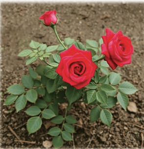 red_roses