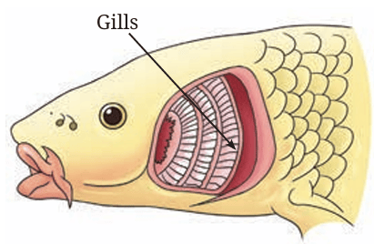 Fig.9.14
