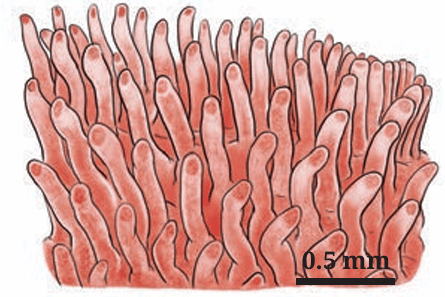Fig.9.5