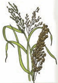jowar_bajra