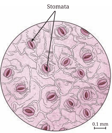 Fig.10.6