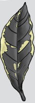 black_leaf