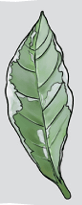 leaf
