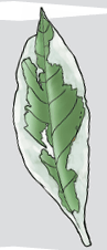 leaf_non-green