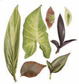 leaves