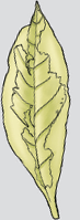 no_color_leaf