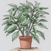plant