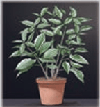 plant_dark