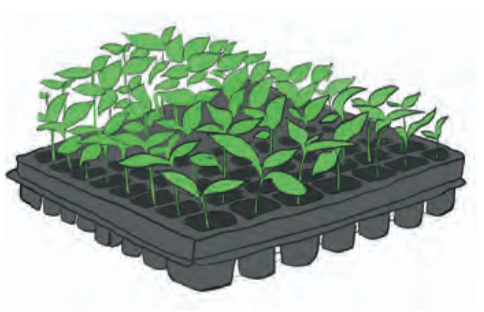 Seedling tray with saplings growing in them
