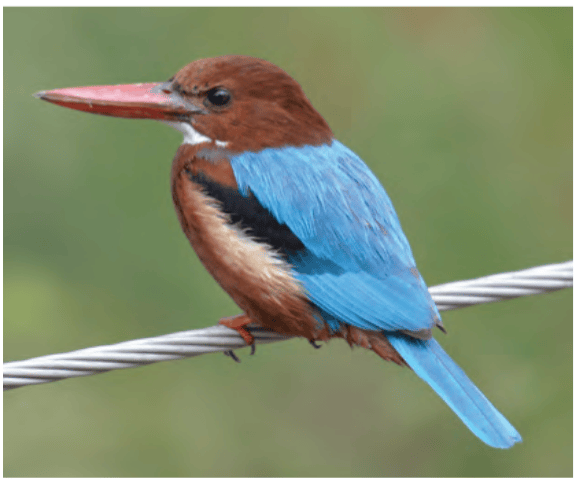 White-throated Kingfisher can be seen on wires near water bodies or parks in cities